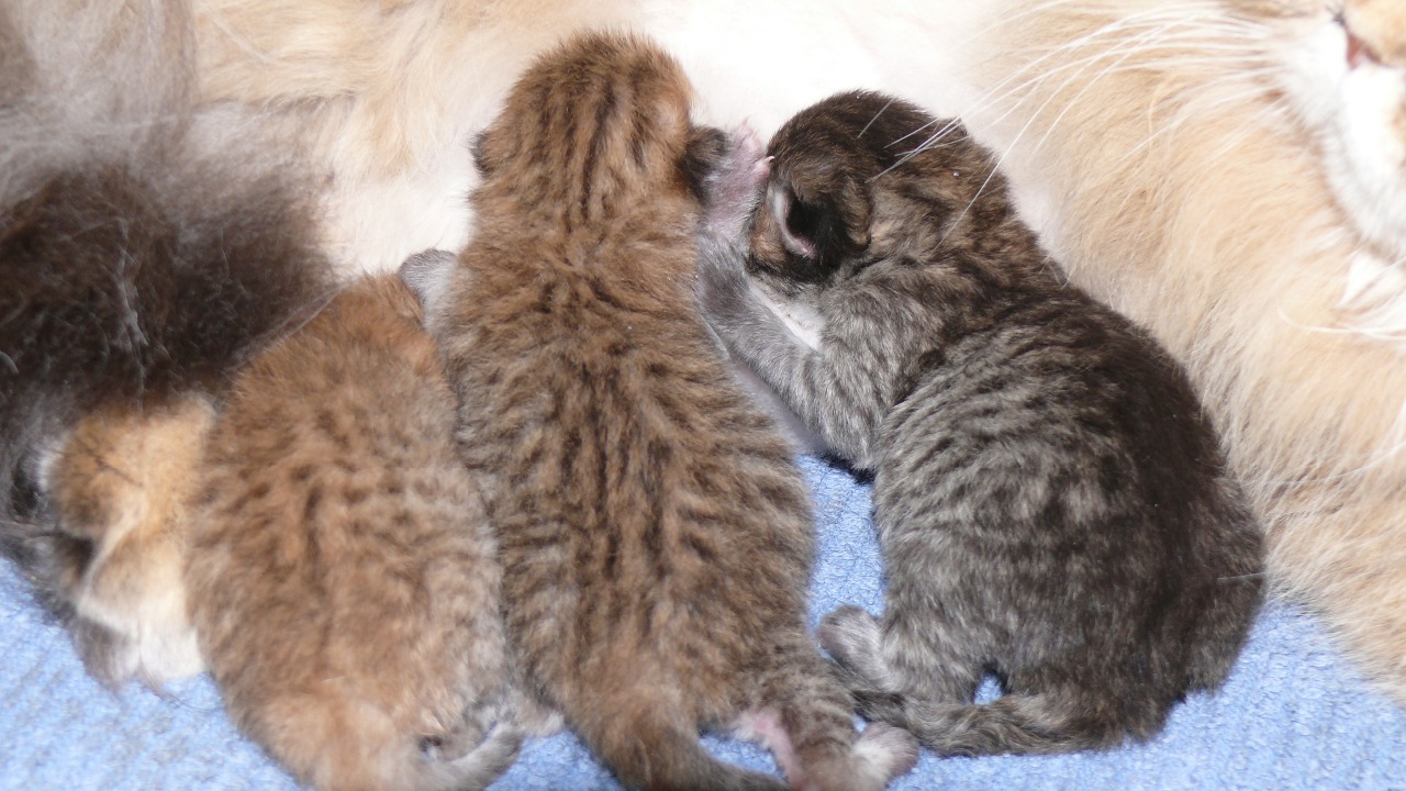 d2CIBELLE ET SES CHATONS