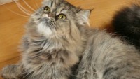 /album/galerie-de-photos-chatons-disponibles/p1100272-jpg/
