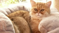 /album/galerie-de-photos-chatons-disponibles/p1100229-jpg/