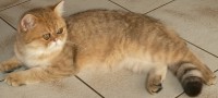 /album/galerie-de-photos-chatons-disponibles/p1100344-jpg/