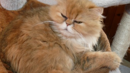 DECIBELLE 7 ans - la maman