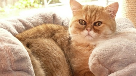 Leucky de la source golden