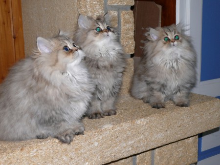 CHATONS 2012